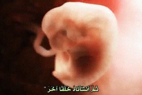 اعتراف جدید دانشمندان غربی به اعجاز قرآن در شکلگیری جنین اعتراف جدید دانشمندان غربی به اعجاز قرآن در شکلگیری جنین