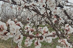عکس | شکفتن شکوفه‌های بهاری در اردبیل
