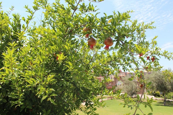 Quran Garden in Pakistan’s Peshawar