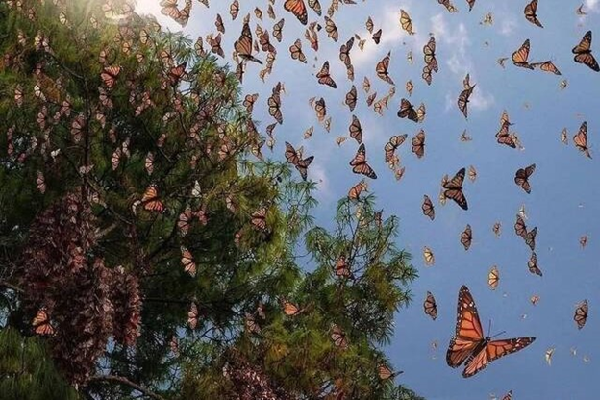 Moths flying