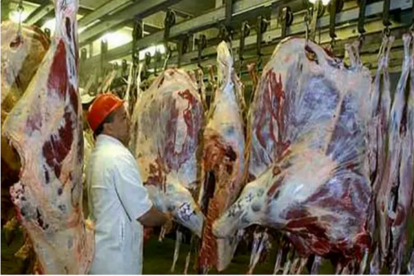 Halal slaughter