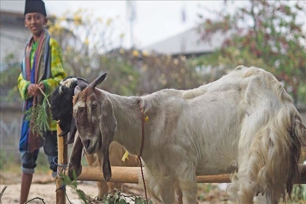 Animals being prepared for Qurbani (ritual sacrifice)