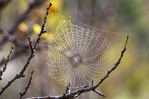 Spider's web