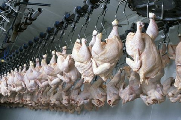 slaughtering process of poultry
