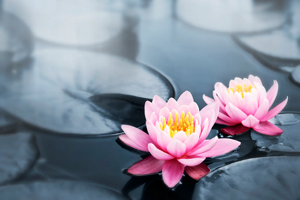 Beauty of flowers