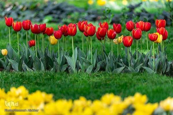 8th Tulip Festival in Karaj