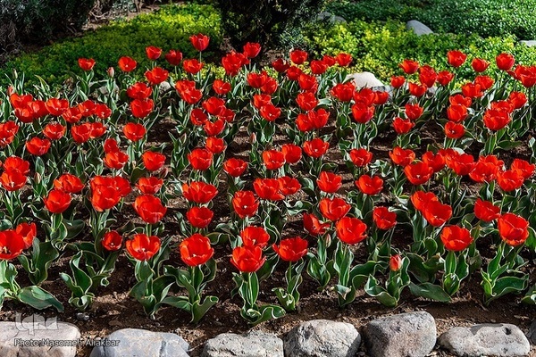 8th Tulip Festival in Karaj