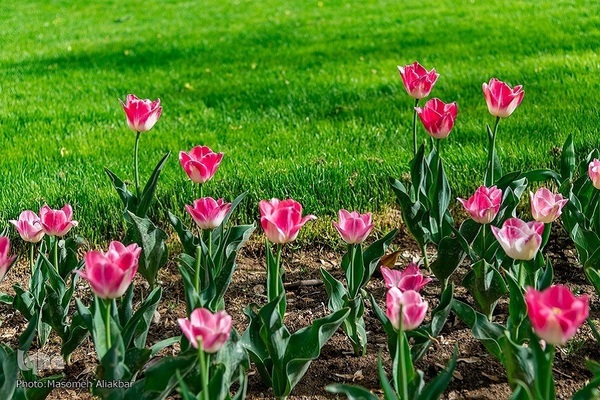 8th Tulip Festival in Karaj