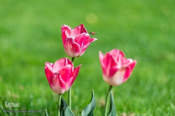 8th Tulip Festival in Karaj