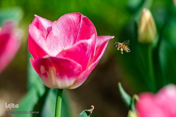 8th Tulip Festival in Karaj