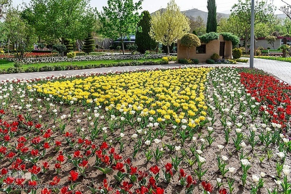 8th Tulip Festival in Karaj