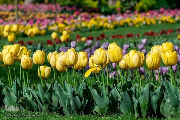 8th Tulip Festival in Karaj