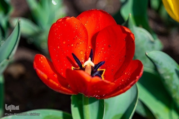 8th Tulip Festival in Karaj