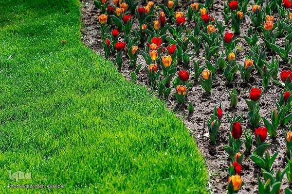 8th Tulip Festival in Karaj