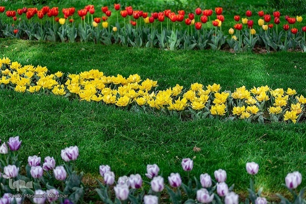 8th Tulip Festival in Karaj