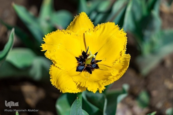 8th Tulip Festival in Karaj