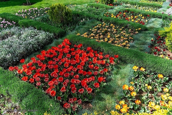 8th Tulip Festival in Karaj