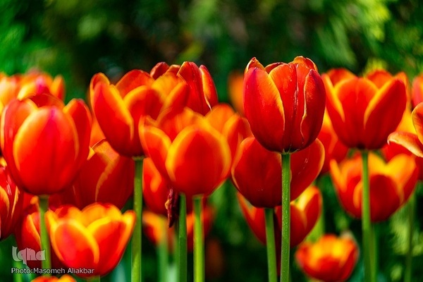 8th Tulip Festival in Karaj