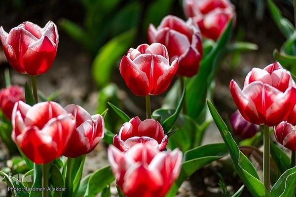 8th Tulip Festival in Karaj