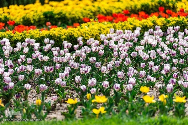 8th Tulip Festival in Karaj