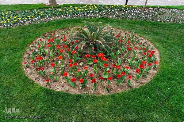 8th Tulip Festival in Karaj