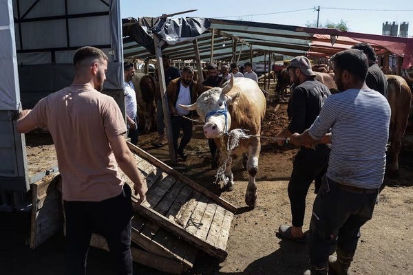 A sacrificial bull is loaded on to a trailer during Eid Al Adha celebrations in Istanbul. EPA

