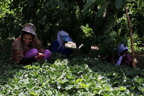 روزه‌داری با طعم توت فرنگی + عکس