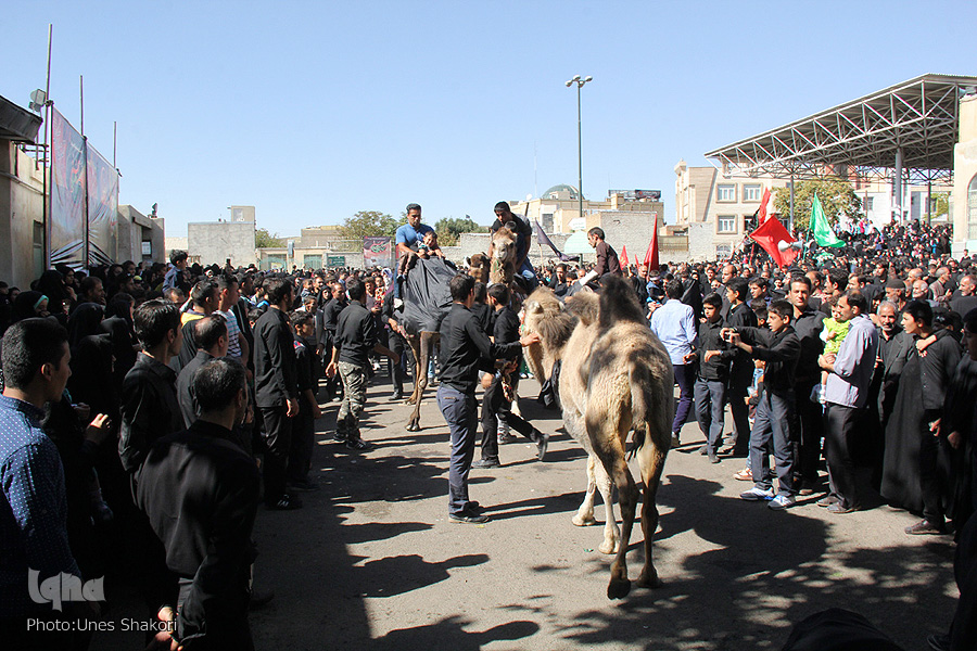 مراسم شتر گردانی 12 محرم
