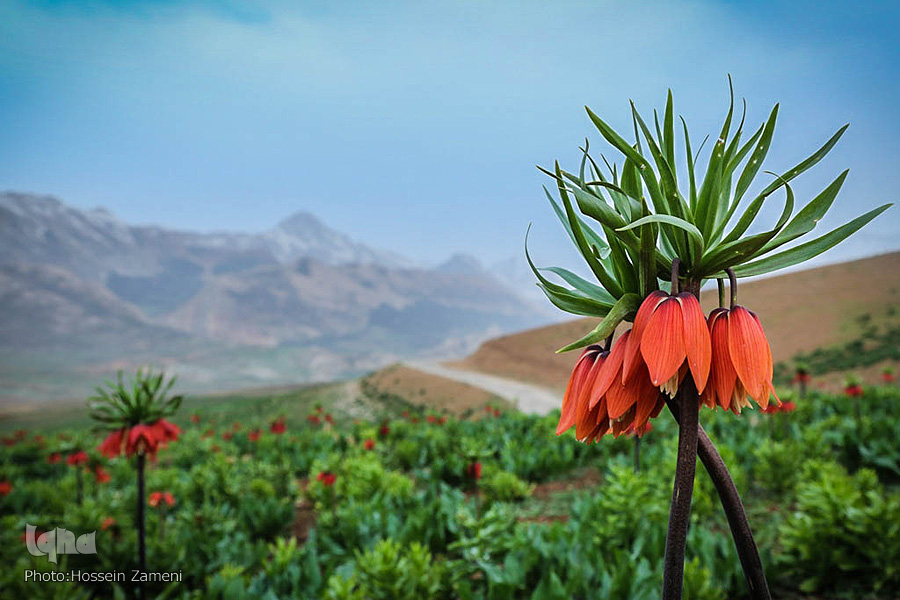 دشت لاله های واژگون کوهرنگ