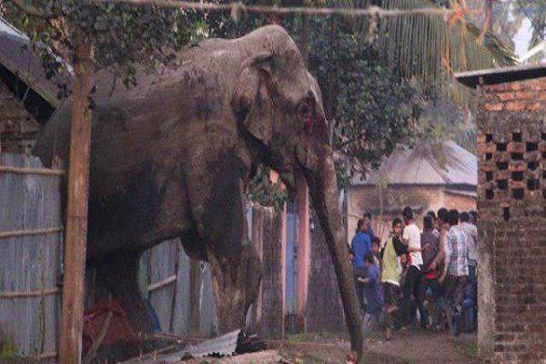 کشته شدن پناهندگان مسلمانان روهینگنا در پی حمله فیلهای وحشی کشته شدن پناهندگان مسلمانان روهینگنا در پی حمله فیلهای وحشی