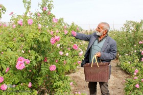 برداشت گل محمدی در بیرجند