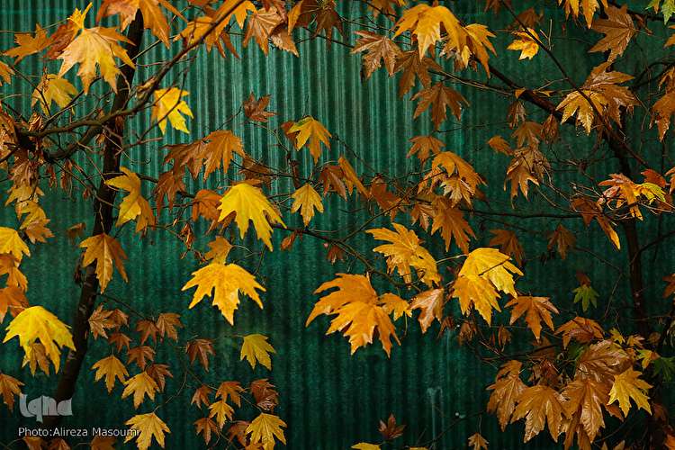 پاییز در جاغرق