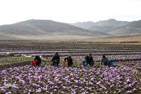 برداشت زعفران در تربت حیدریه