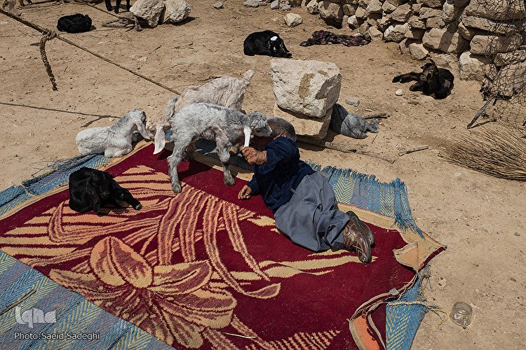 نامه‌ای از یک تفنگچی