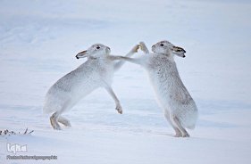 زیستگاه کوهستانی حیوانات