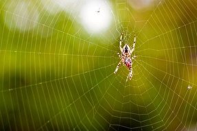 فیلم | توصیه قرآن به دیدن شگفتی‌های آفرینش