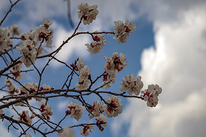 عکس | طبیعت نو در ابهر و خرمدره