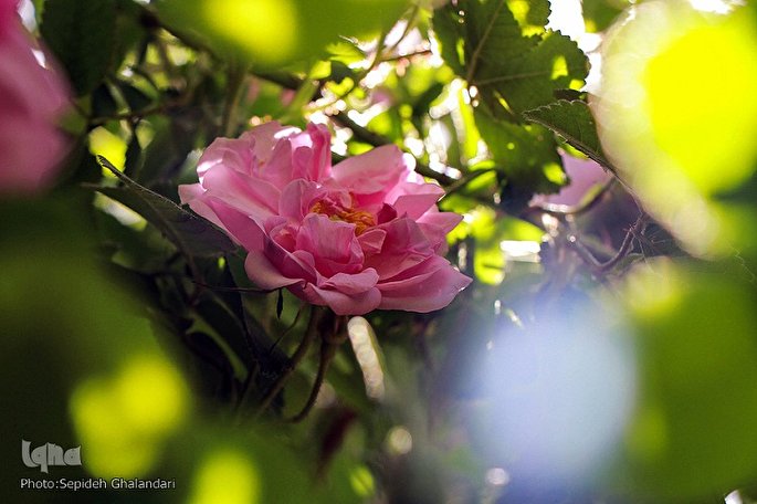 فیلم / برداشت گل محمدی در خراسان‌جنوبی