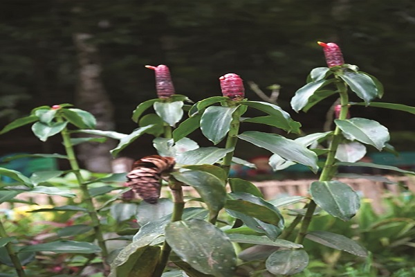 برگزاری سمینار مجازی در بوستان گیاهان قرآنی قطر