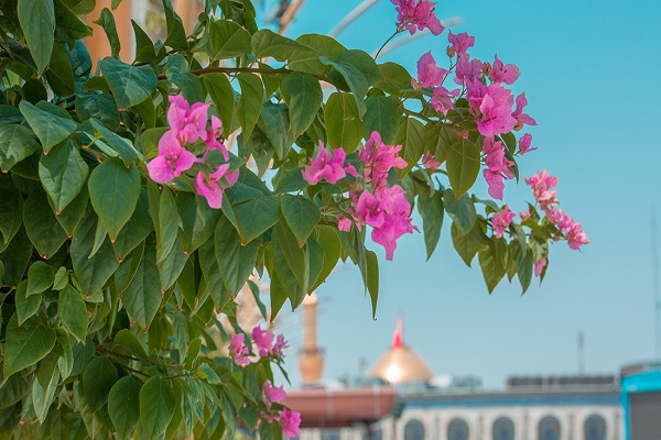 آذینبندی عتبات مقدس در عراق به مناسبت عید غدیر + عکس آذینبندی عتبات مقدس در عراق به مناسبت عید غدیر + عکس