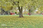 برگ‌ریزان پاییزی در خرم‌آباد