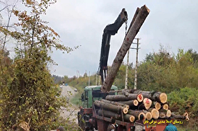 فیلم | قطع درختان یک موقوفه در بابل