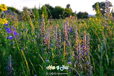 ویدئوکست | زندگی نیست به جز نم نم باران بهار