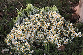 فیلم | برداشت گل از نرگس‌زارهای بهبهان