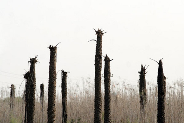 نخلهای بی سر در خوزستان