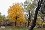عکس | پاییز هزار رنگ در روستای انجدان