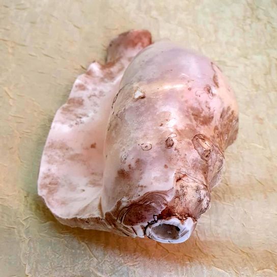 سفیدمهره، ساز مقدسی که بانگ سحری مردم است سفیدمهره، ساز مقدسی که بانگ سحری مردم است