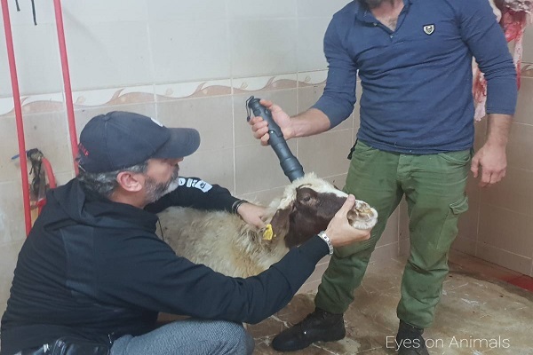 حامیان حقوق حیوانات و افزودن اضافهکردن نوع ذبح به برچسب حلال حامیان حقوق حیوانات و افزودن اضافهکردن نوع ذبح به برچسب حلال