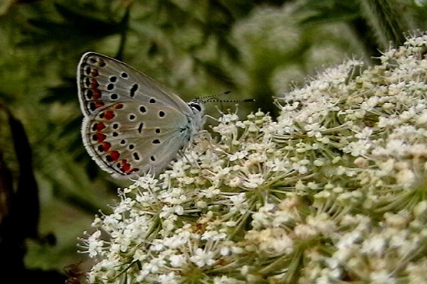 حالت انسان در روز رستاخیز و اعجاز قرآن حالت انسان در روز رستاخیز و اعجاز قرآن