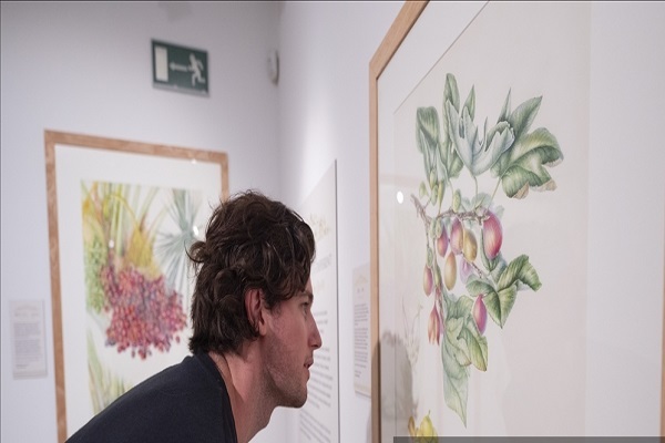 نمایشگاه نقاشی هنرمند نیوزلندی از گیاهان و میوههای قرآنی+عکس نمایشگاه نقاشی هنرمند نیوزلندی از گیاهان و میوههای قرآنی+عکس